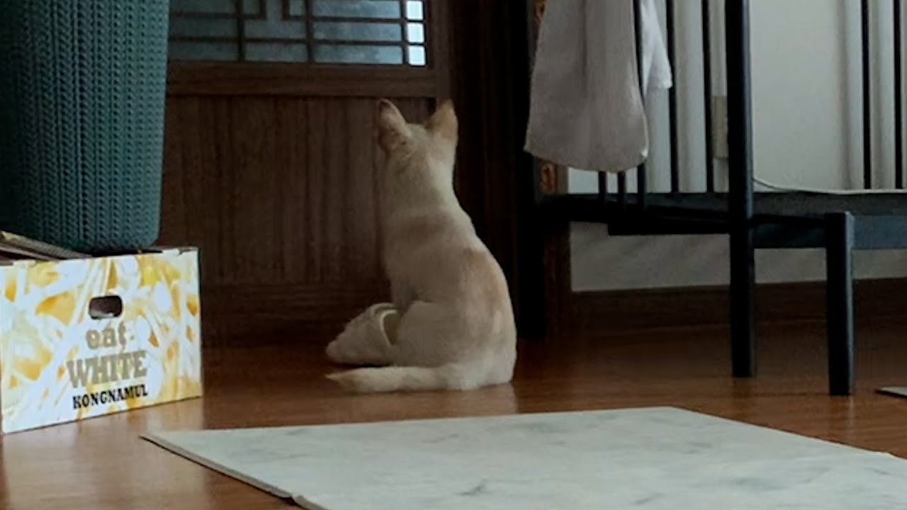 가족들이 자기 두고 떠나자 또 버려지는 줄 알고 우는 유기견(구조된지 3일된 아기강아지ㅠㅠ)