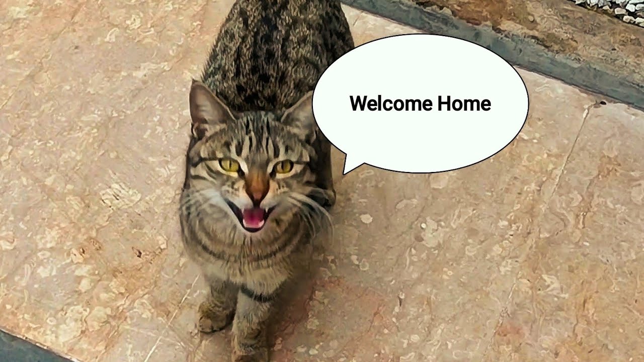 Welcome Home Hooman | Furry therapy at the door 😺