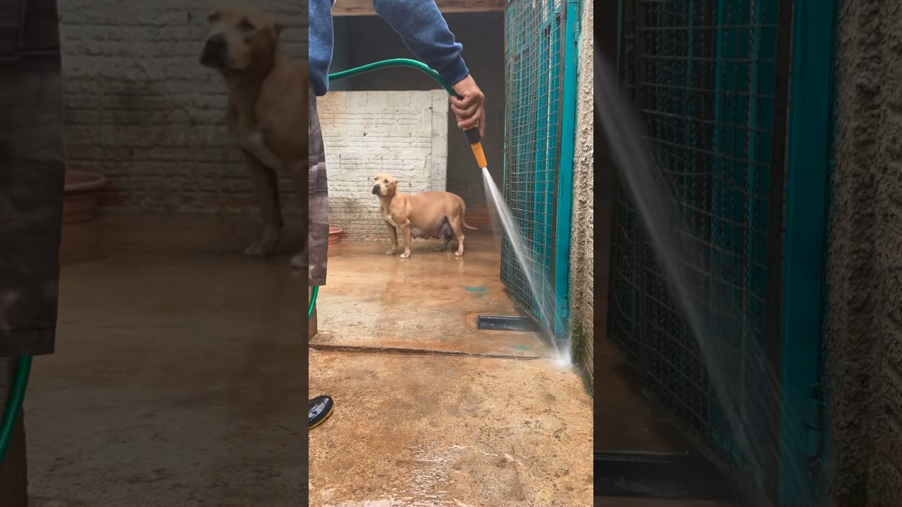 Higienizac&atilde;o do canil da mamae MPK #pitmonster #pitbull #xxl #pitbulls #dogs #terrier