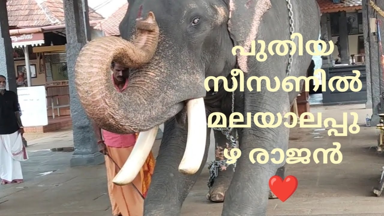 പുതിയ സീസൺ തുടക്കം കുറിച്ച് മലയാലപ്പുഴ രാജൻ❤️#elephant #malayalapuzharajan #anapremi #subscribe 