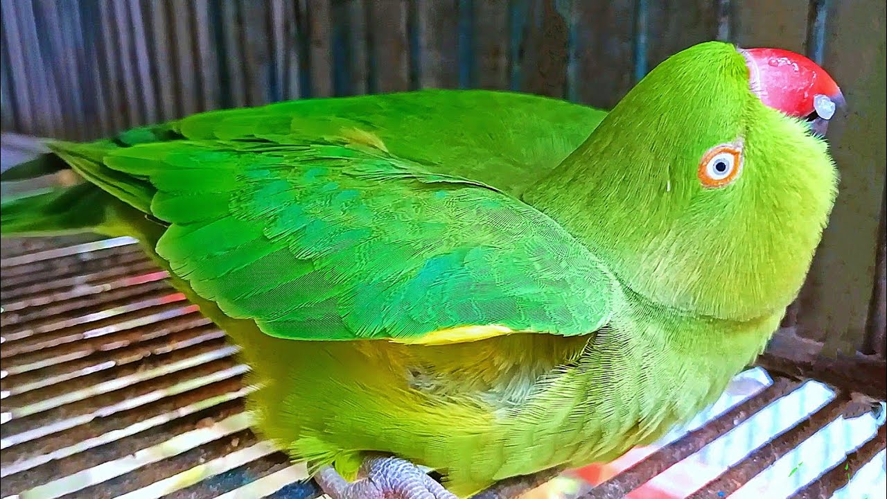 Female Ringneck Parrot Mating Sounds/Voice
