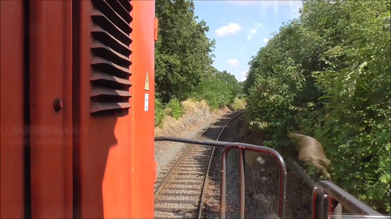 dřevo z Města Albrechtice