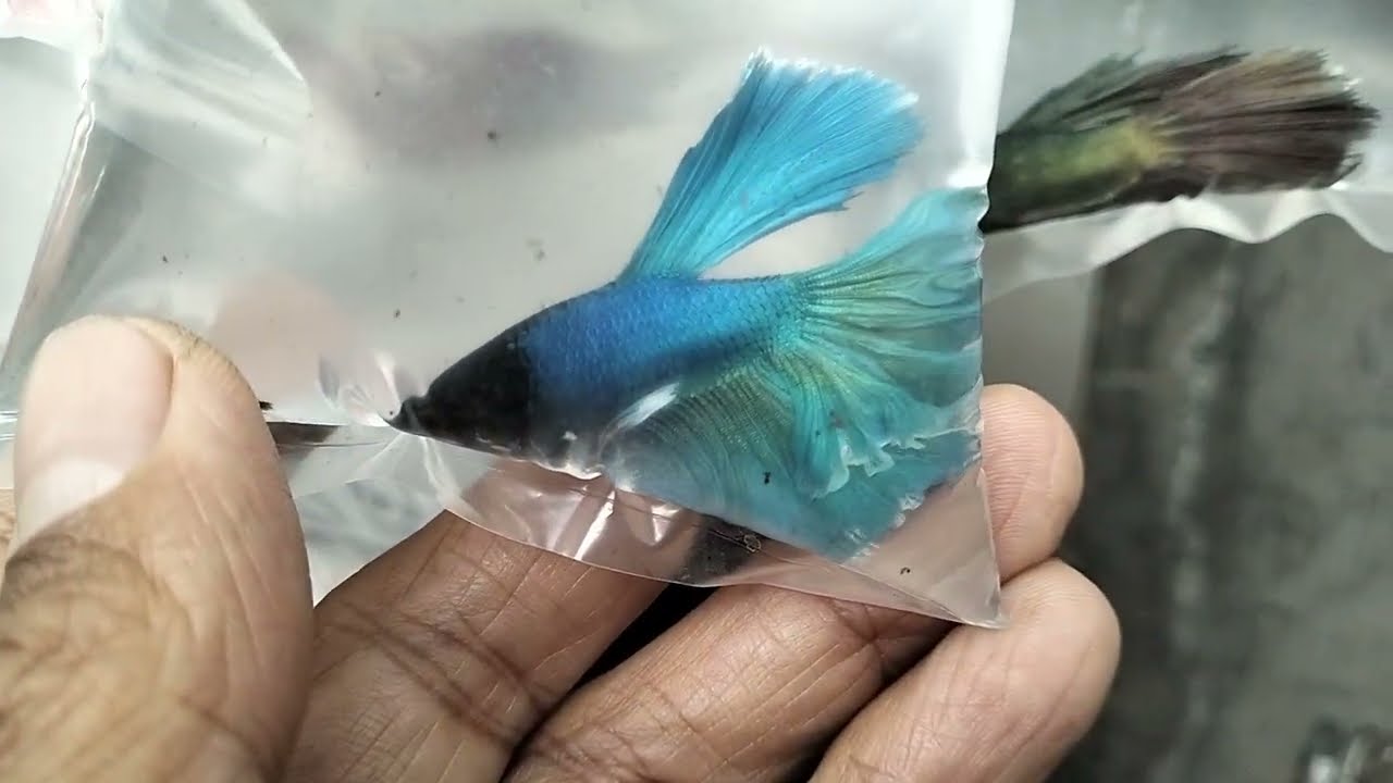 LAPAK IKAN CUPANG GIANT DI PASAR IKAN HIAS PARUNG BOGOR 
