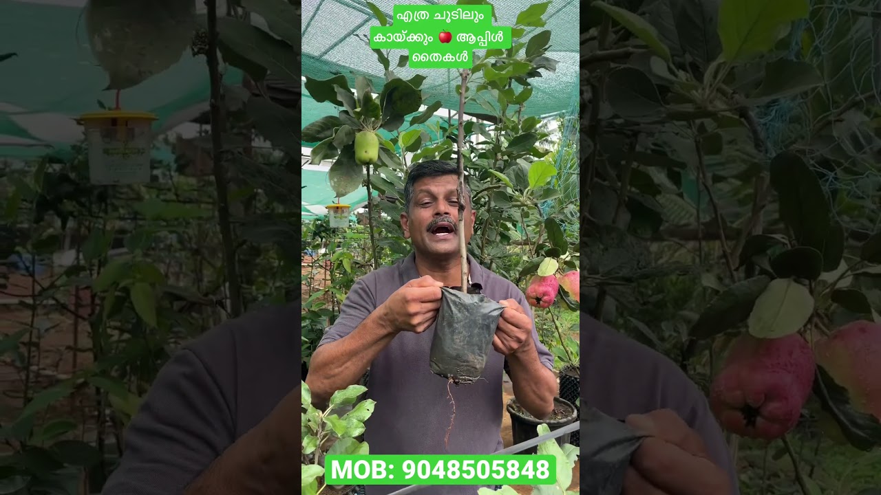 Apple seedlings that will bear fruit in any heat 🍎 MOB: 9048505848 #kerala #fruit #kochi #appleplantation