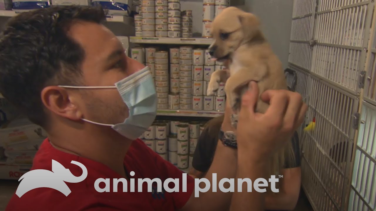 Cachorros y su mam&aacute; conocen su hogar temporal antes de su adopci&oacute;n | Dr. Jeff, Veterinario