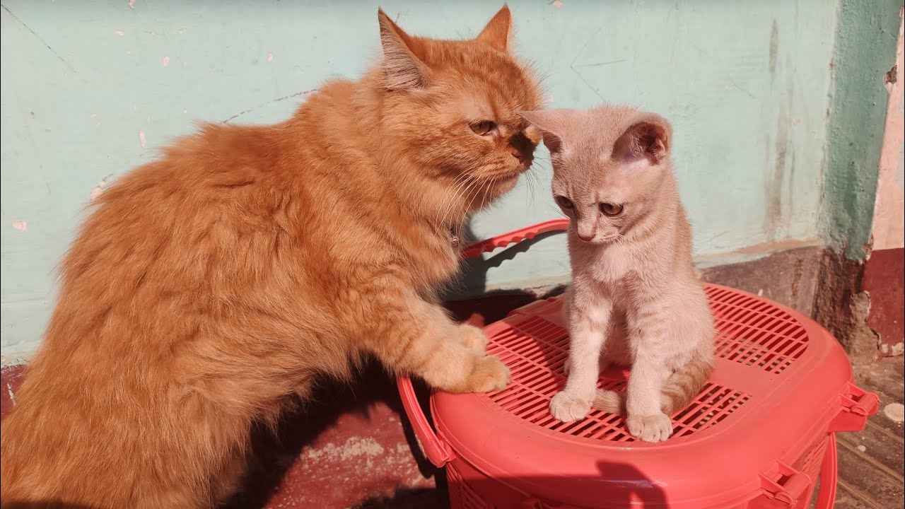 Playfull Cat and Kitten 🐾🐈 Sugar and Simbha 😽  #cat #rat #gaming #viralvideo #learning #subscribe