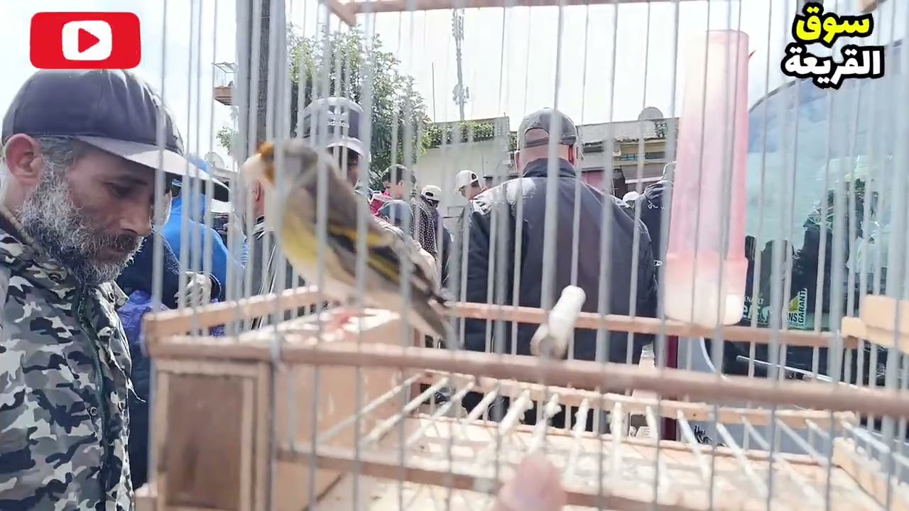 سوق القريعة ليوم الأحد 08/03/2026 أثمنة الطيور المغردة 🐦‍🔥 وخاصة المقنين والهجين 👌❤️