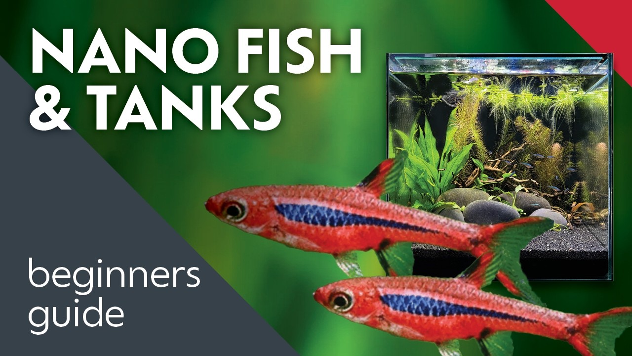 Are Nano Tanks Trendy?