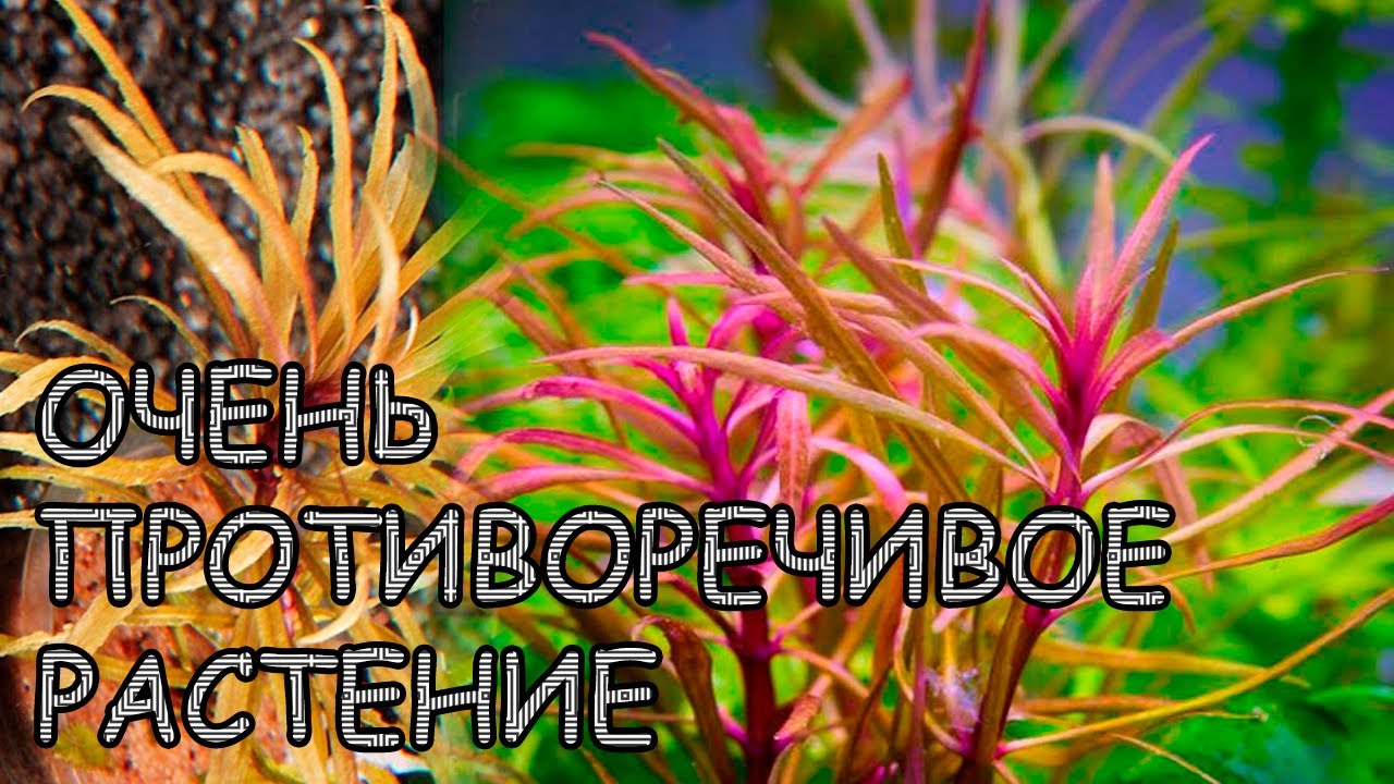 ПОГОСТЕМОН КИМБЕРЛИ. Pogostemon Kimberley. СЕКРЕТЫ ВЫРАЩИВАНИЯ