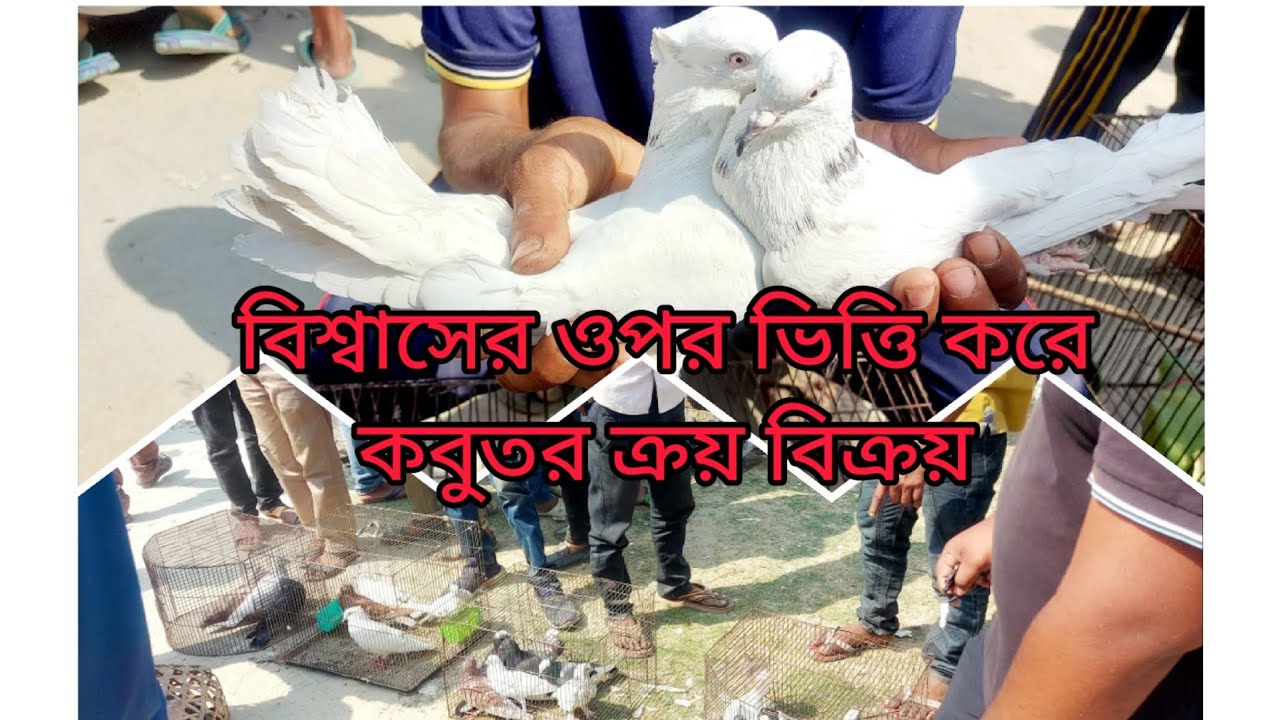 কাটাখালি হাটের কবুতরের বাজার-দর।।। রাজশাহীর সবচেয়ে বড় কবুতরের হাট।।।Master Agro BD