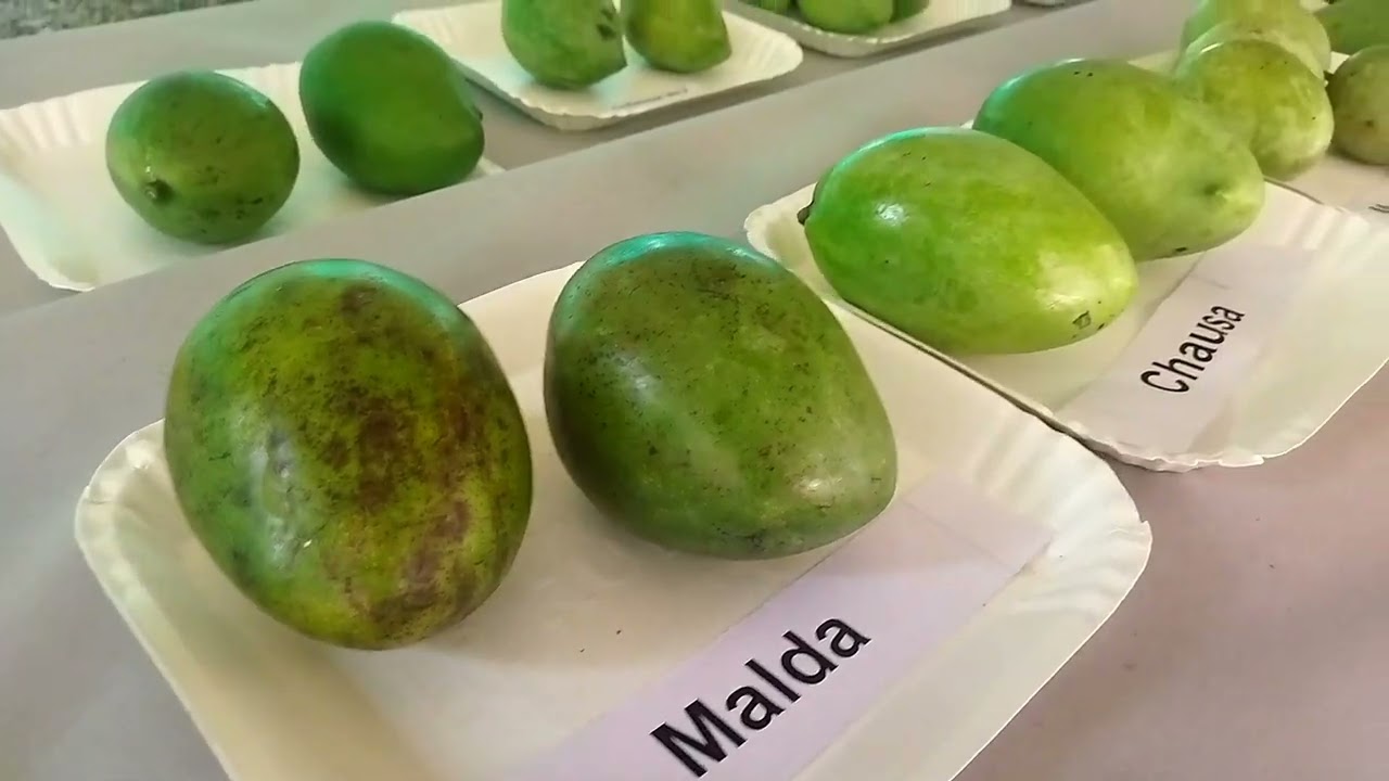 Mango Fiesta 2023 | Dept. of Fruit Science | College of Agriculture Vellanikkara | IMCP നാടൻ മാവുകൾ