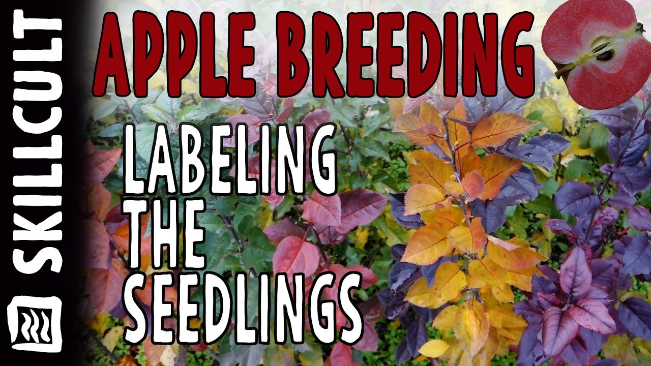 Homescale Apple Breeding, Labeling the New Seedlings, and Amazing Leaf Colors