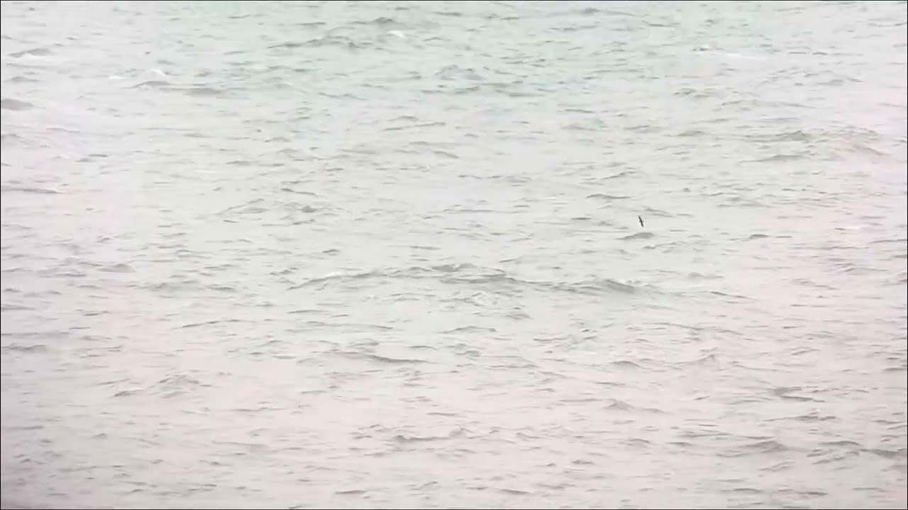 Leach's Storm Petrel (Wellenläufer), Camperduin NL, 14-09-25
