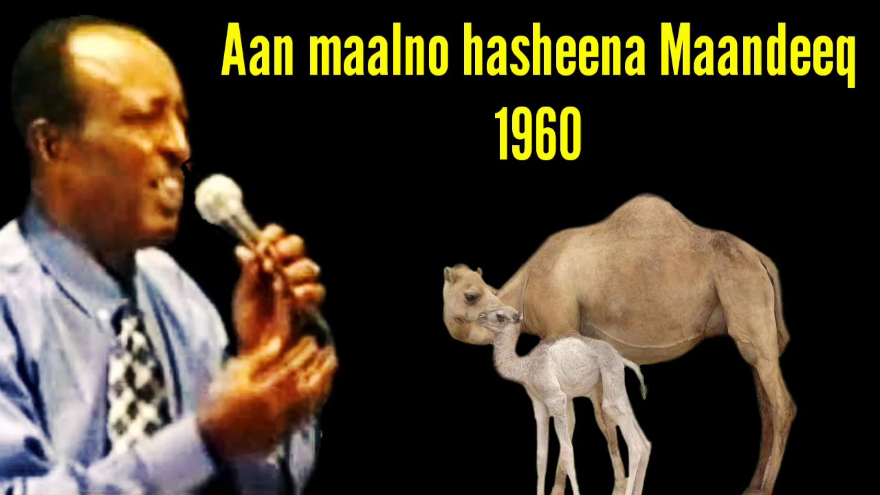 AAN MAALNO HASHEENA MAANDEEQ LYTICS |MOHAMED AHMED KULUC|