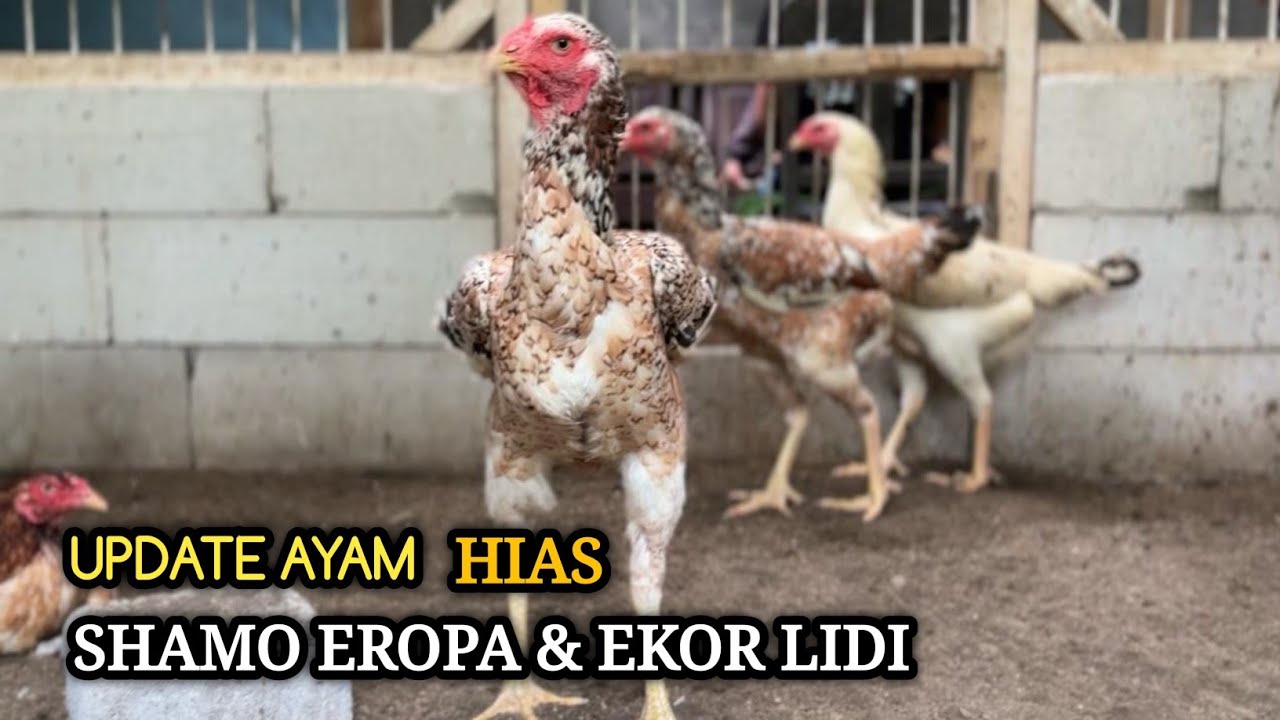 READY AYAM SHAMO EROPA ORI DAN AYAM EKOR LIDI