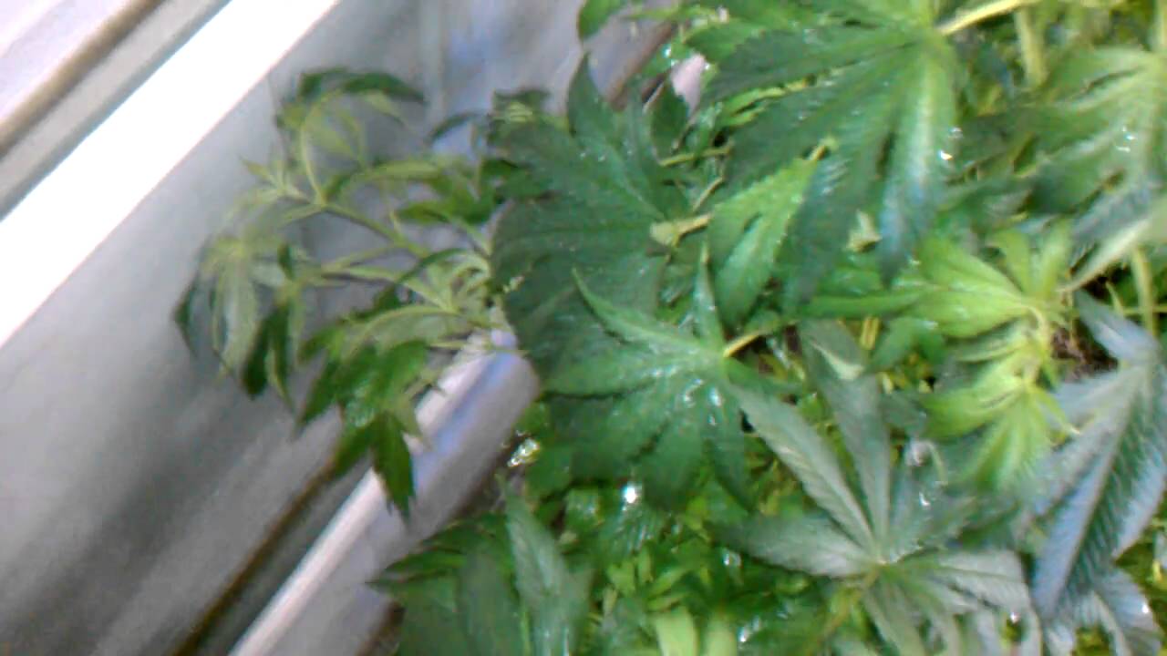 NatGeo Removing the dank smell from a indoor grow operation