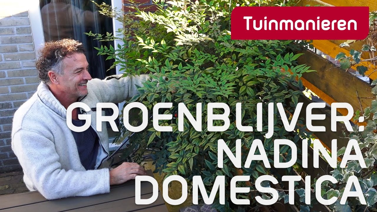 Mooie groenblijver: de Nandina domestica | Herfst | Tuinmanieren