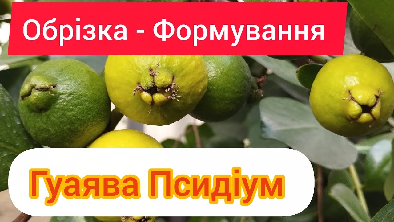 Обрізка Гуаяви Псидіум (Лимонна). Все дуже просто)))