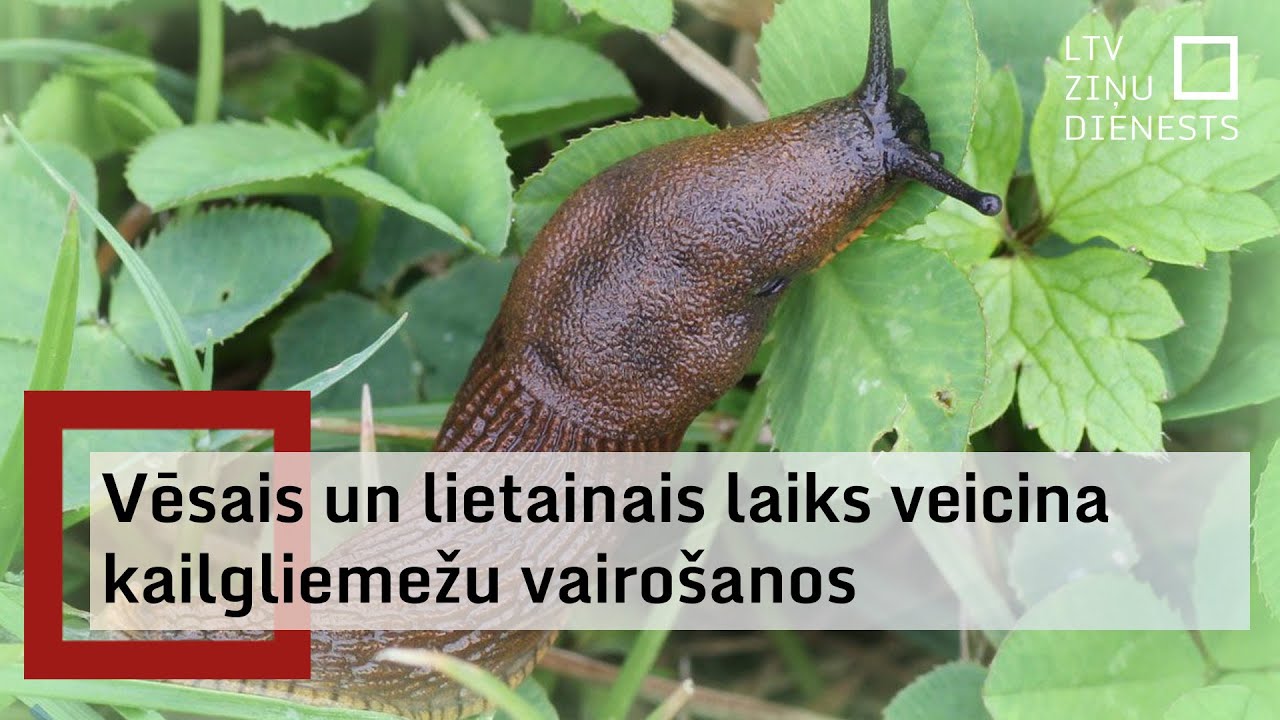 Vēsā un lietainā vasara patīk Spānijas kailgliemežiem, kas veicina to vairošanos