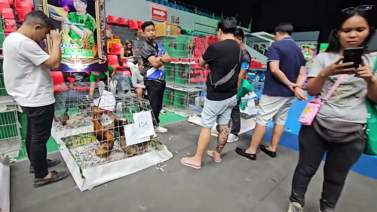 Свитер 5K цвета бордо - Низкие цены на выставке бойцовых петухов Big Farms Gamefowl Expo Kanawayo...