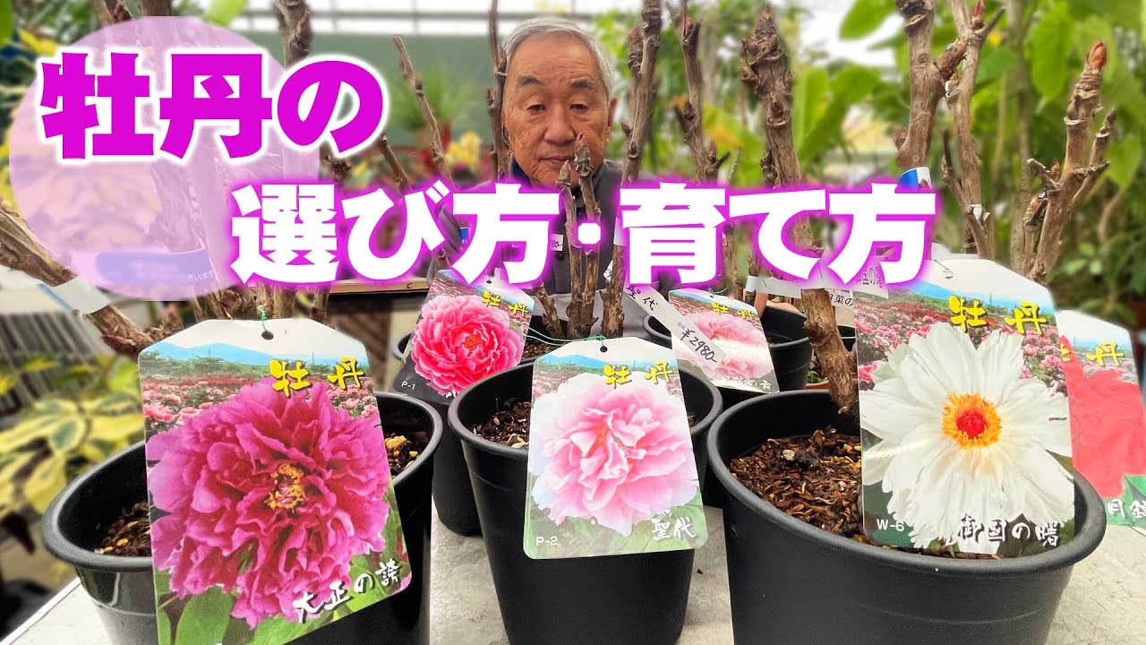 【牡丹の育て方】大輪で高貴なボタンの花を楽しもう！ボタンの土台は実はシャクヤク!?【花と緑のグリーンバレイ】