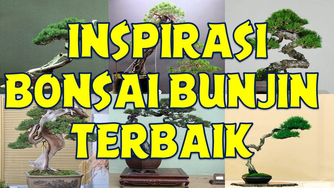 50 INSPIRASI BONSAI BUNJIN TERBAIK