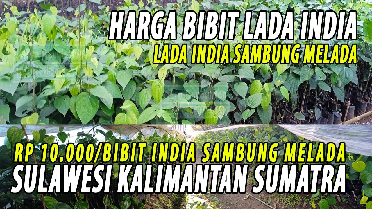LADA INDIA SAMBUNG MELADA x LADA SAMBUNG MELADA x MERICA INDIA x LADA TEKKEN x PEPPER TEKHAN