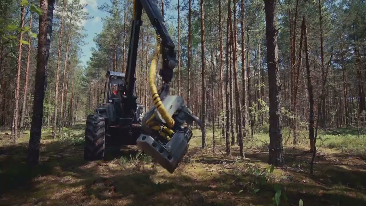 Feller Buncher in Action: Extreme Tree Cutting Power