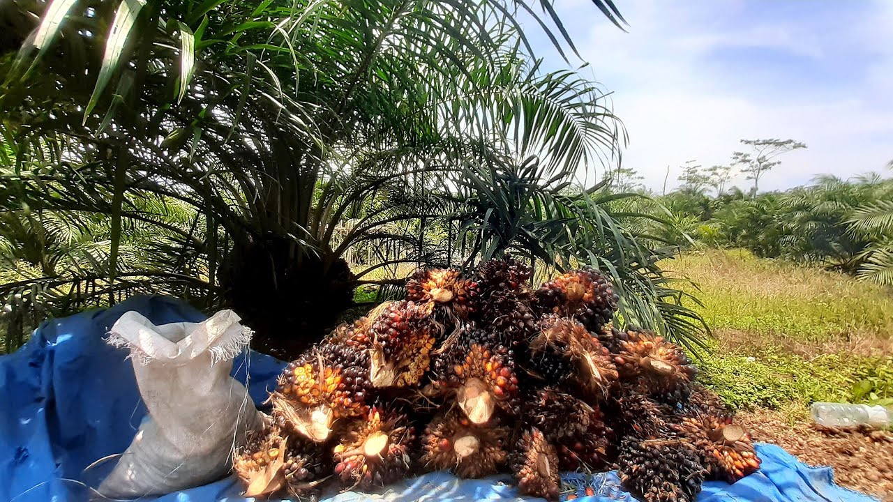 Panen Sawit Pokok Rendah, Panen ke 4 Hasilnya Makin Banyak