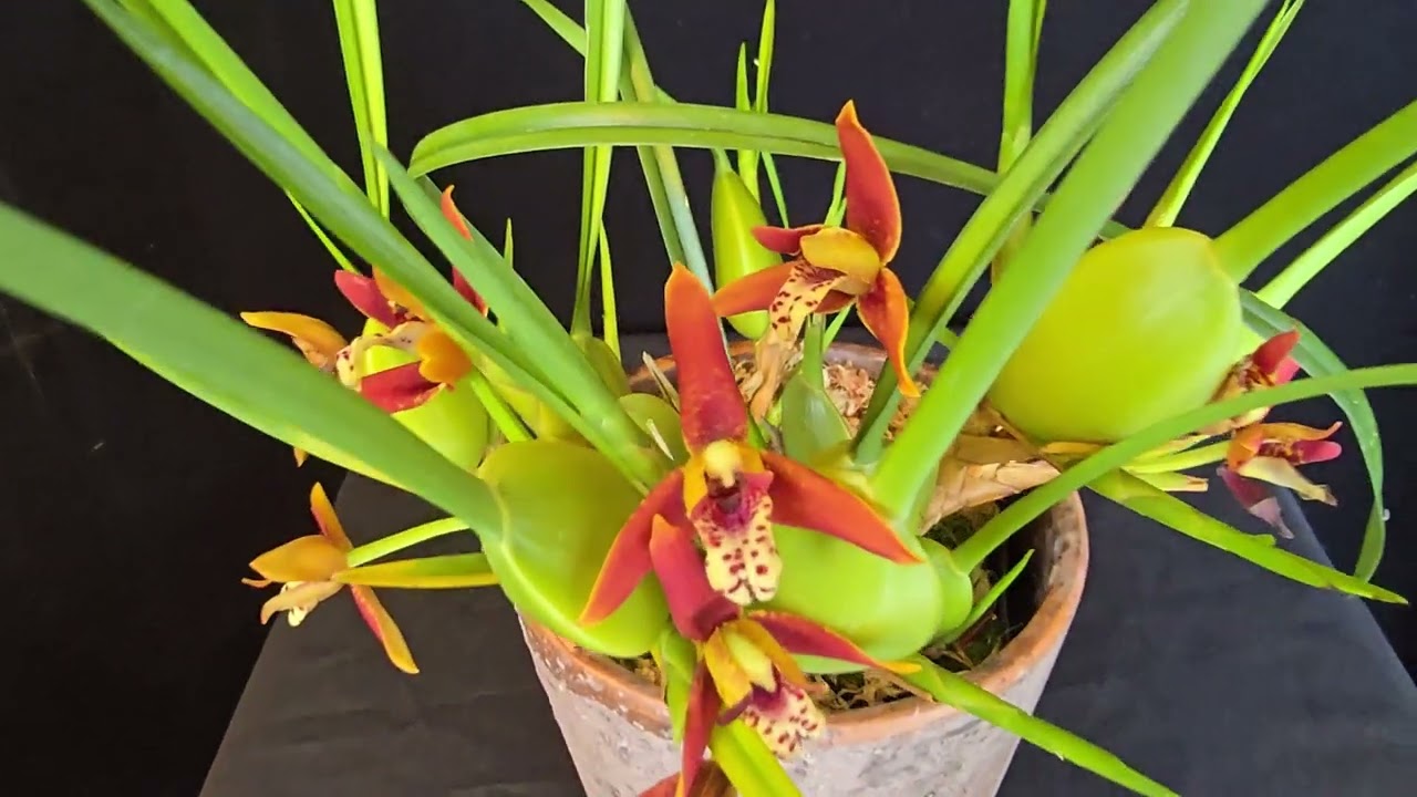 Orquidea con fragancia a coco.