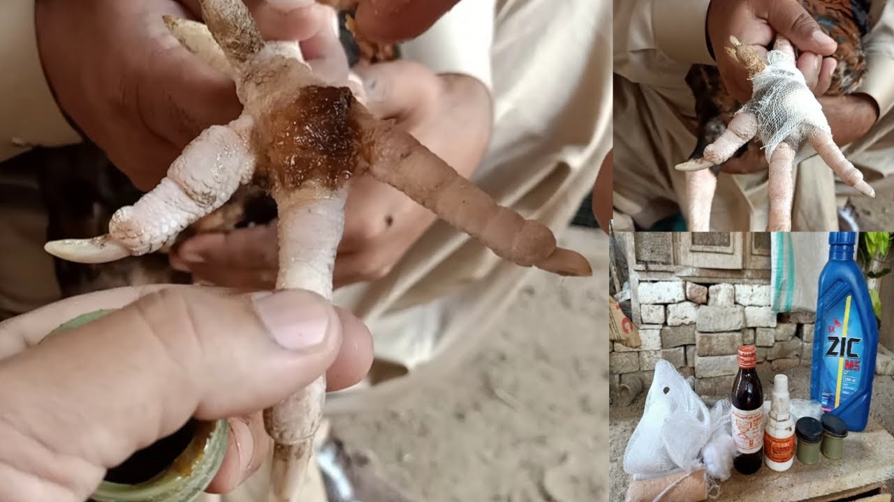 A Complete Treatment Of Roosters Bumble Foot|| Murgh Ki Chandi Ka Bemisaal Ilaj