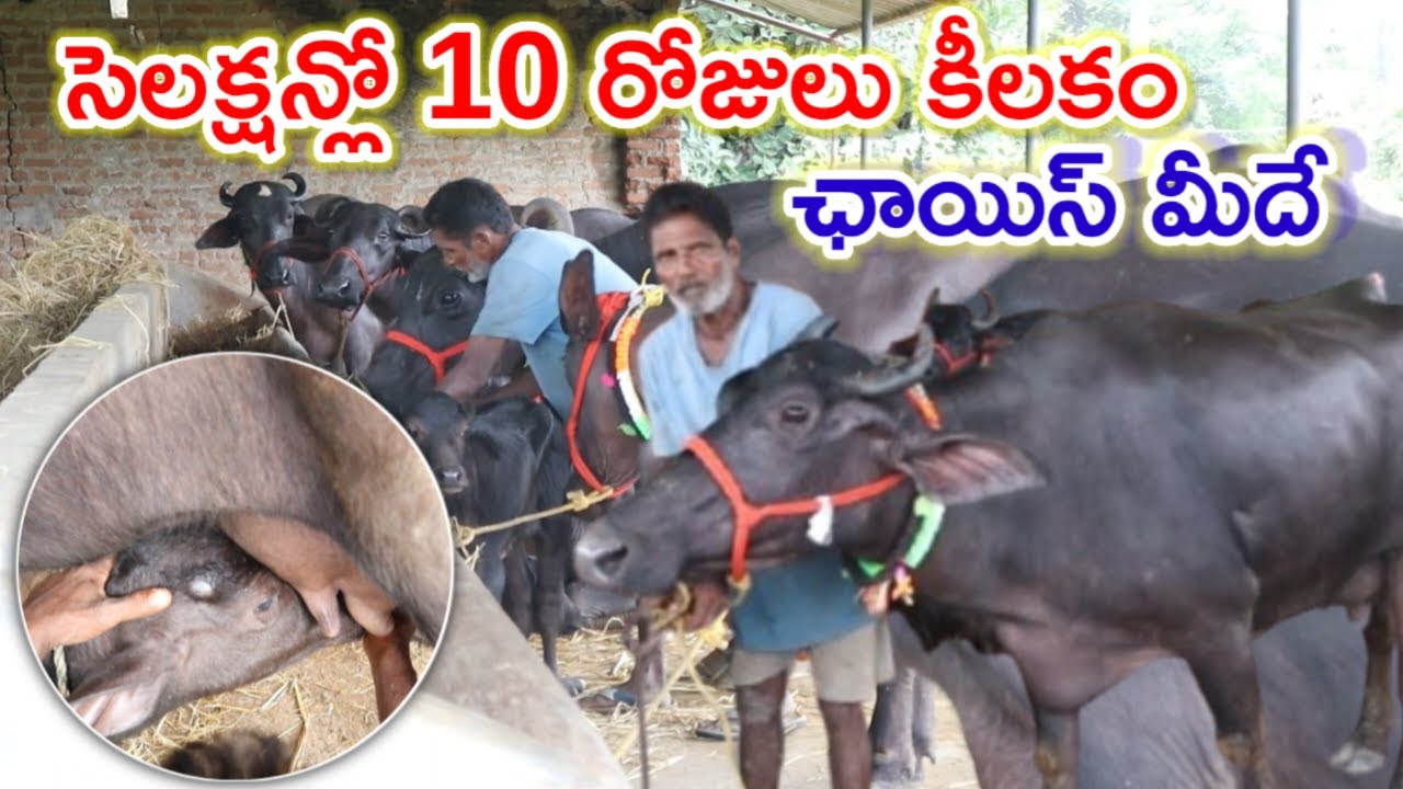 10 రోజుల ముందు లేదా తర్వాత Dairy farm buffalo selection @MalleshAdla