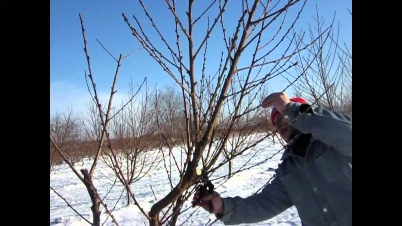 Fiatal Oszibarack metszese Szerzo Laszlo-val 2 :)