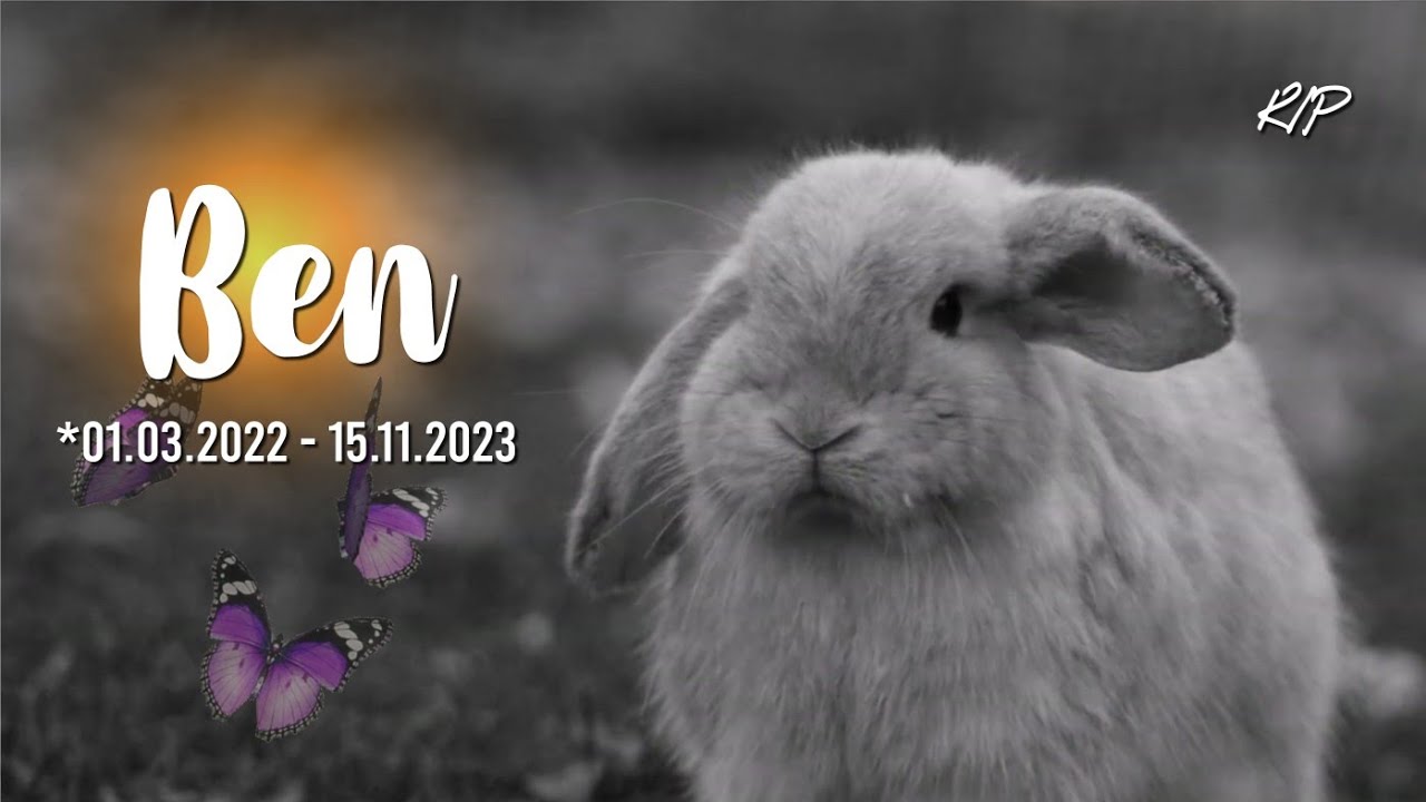 Ruhe in Frieden! BEN 🐰🌈 (01.03.2022 - 15.11.2023) | Kaninchenstar