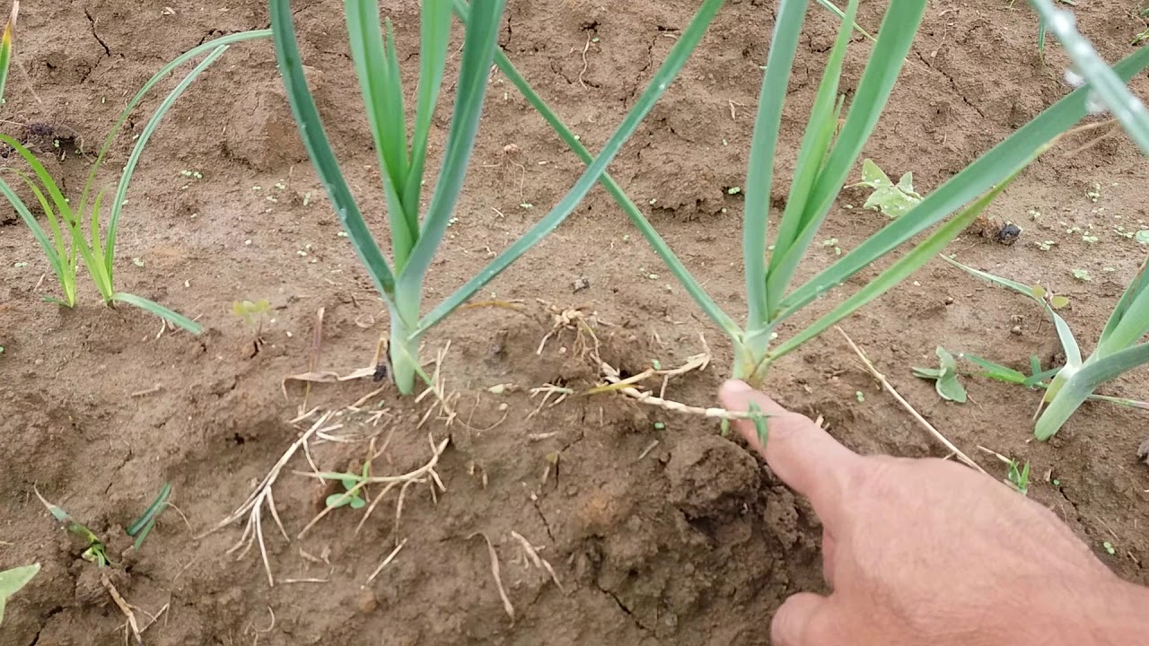 Produzindo alho poró.