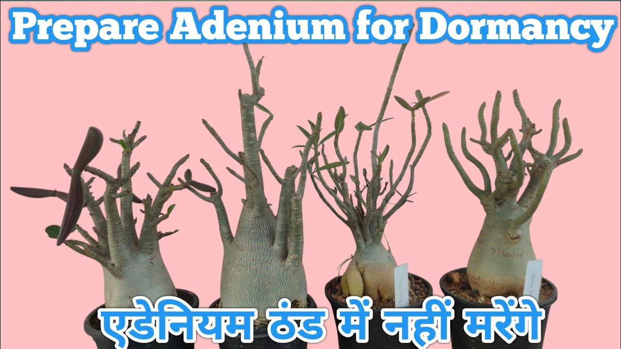 Prepare Your Adenium for Dormancy / Adenium Dormancy Care
