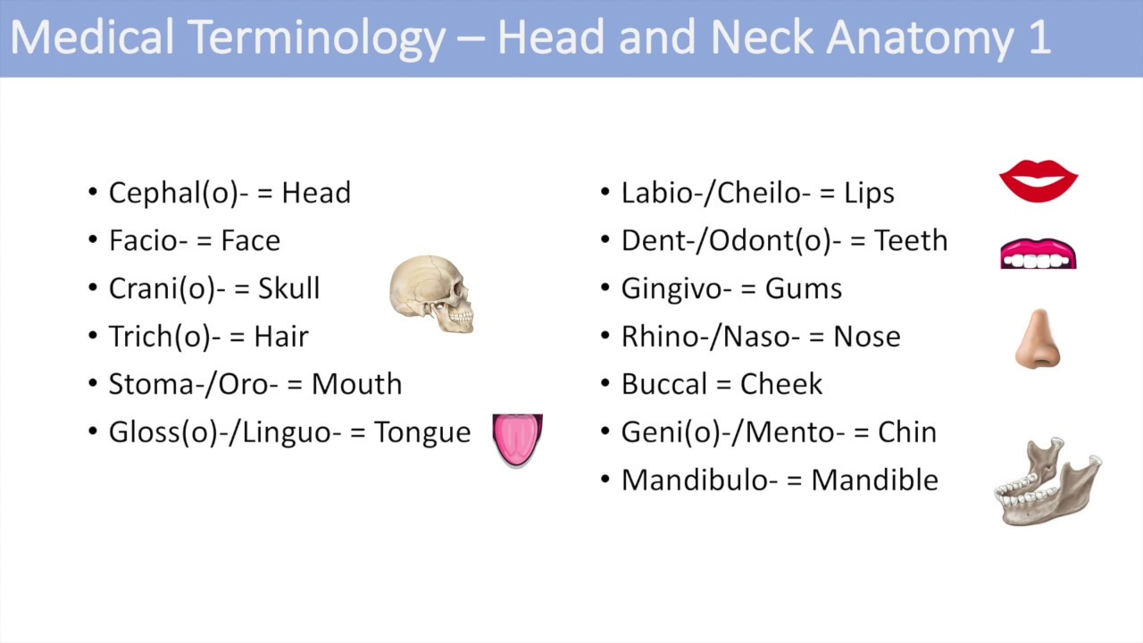 Medical Terminology | Lesson 6 | Anatomy and Anatomical Terms