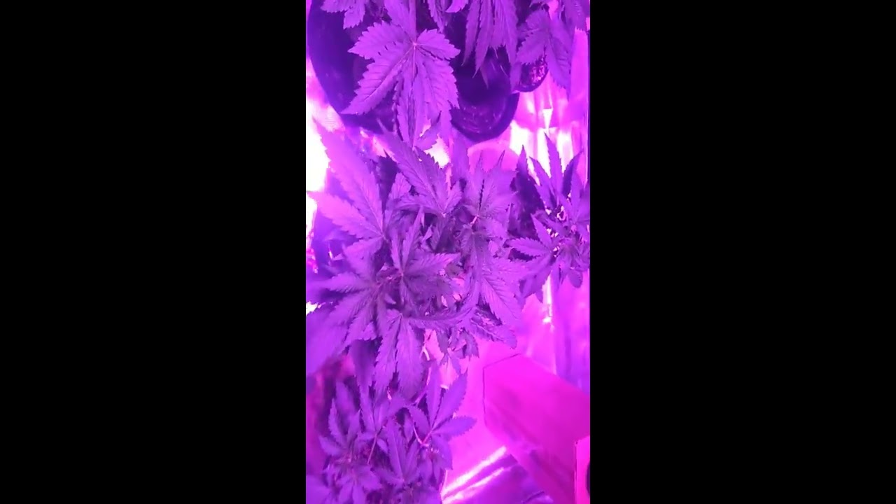 TNB.ENRICHER.AND.CO2.ENHANCER