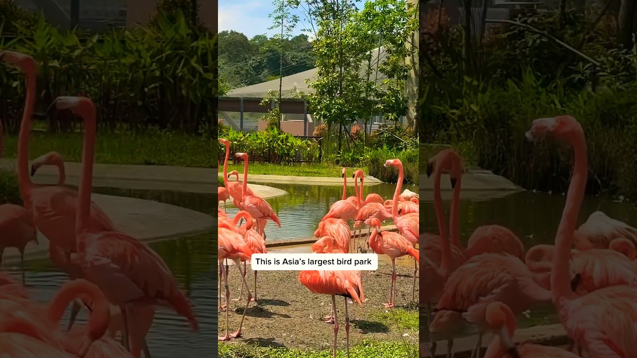 ASIA&rsquo;S LARGEST BIRD PARK IN SINGAPORE 🇸🇬 | BIRD PARADISE #singapore #birdparadise #birds #flamingo
