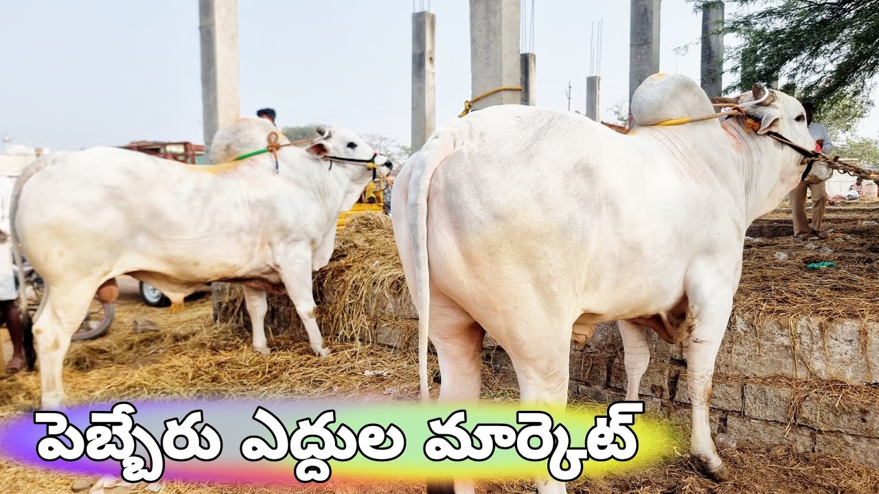 pebbair ox market-ongole bulls market-rk bulls channel-ongole cow breeders-bulls market in telangana
