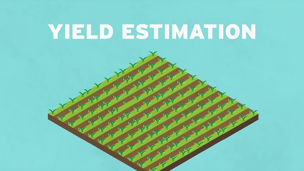 Yield Estimations for Pulse Crops