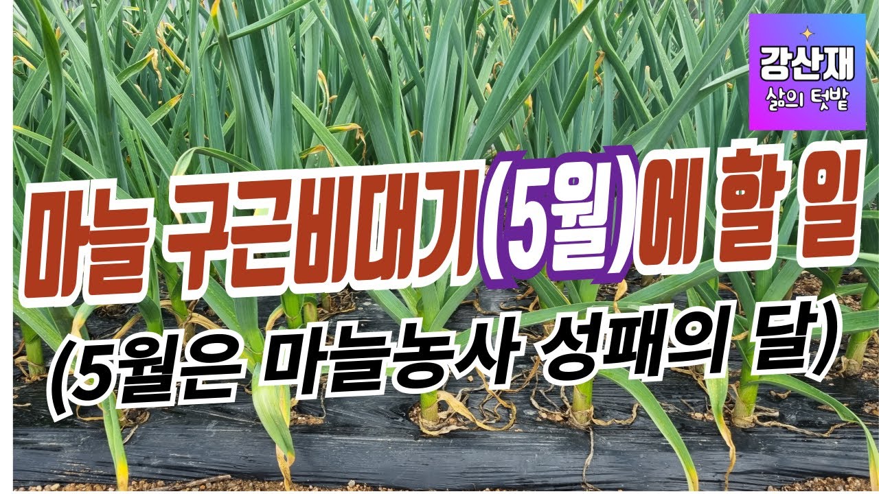 [텃밭] 5월 마늘 구근 비대기에 할 일 입니다