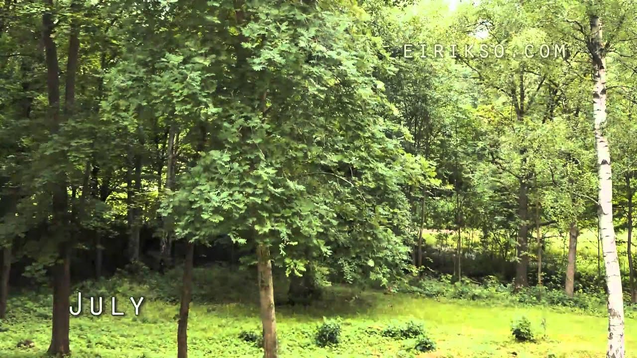 One year in 2 minutes