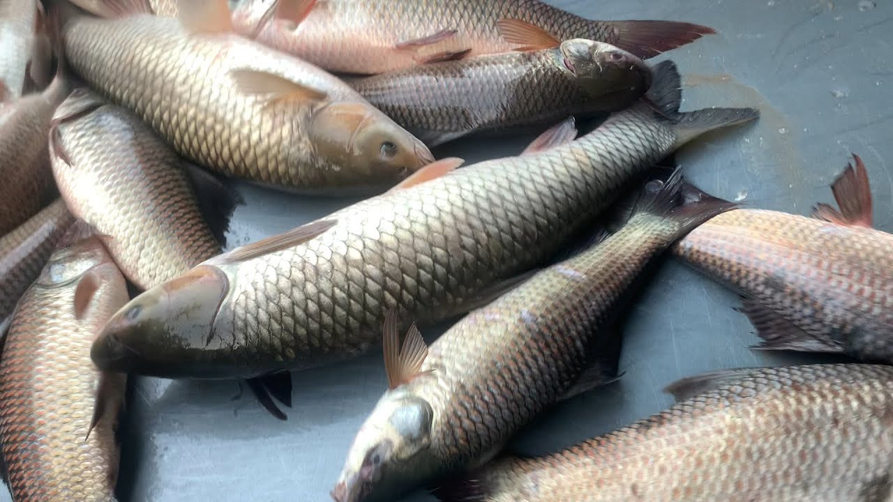 wow big big size GressCarp fish selling live skills by expert fish seller in Fishmarket 