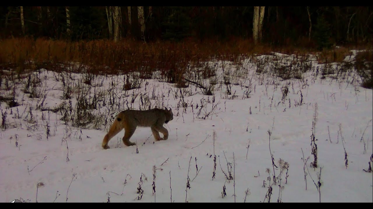 Trail Camera Video – Jan 12, 2024