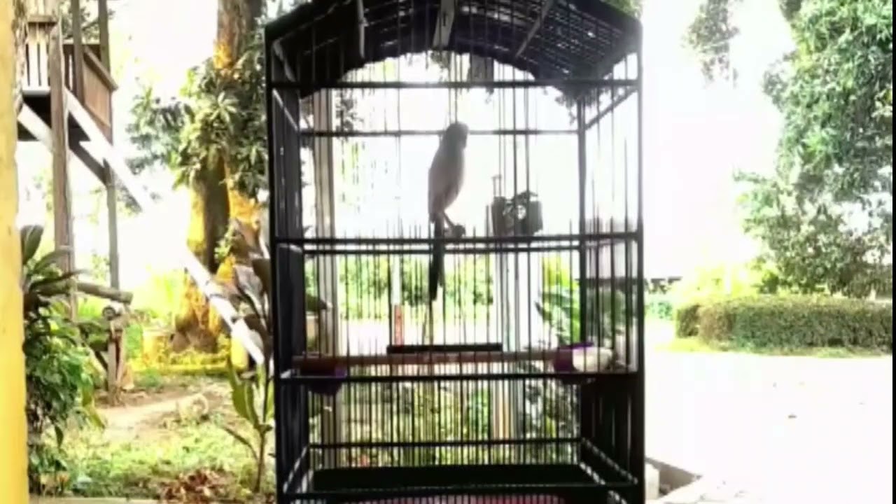ASLI INI MATERI MEWAH TENAN BOLO #ternakcendet #bodbodpentet #masteran #cendet #burung #cendetgacor