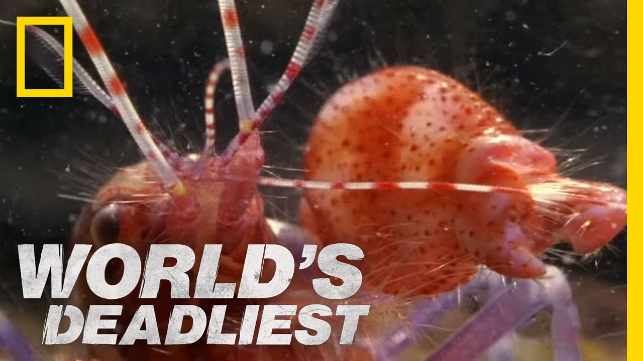 Amazing Pistol Shrimp Stun 
