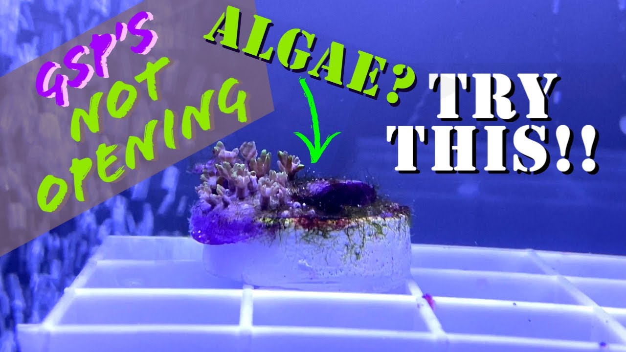 Green Star Polyps NOT Opening Up FULLY ? TRY THIS !! - A1A Adventures