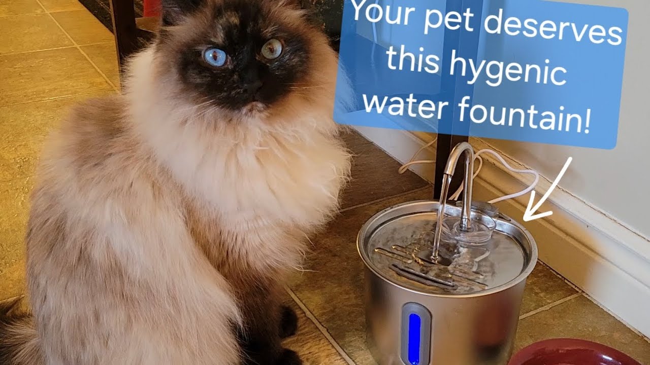 See if this water fountain pet dish is right for you! #ad 
