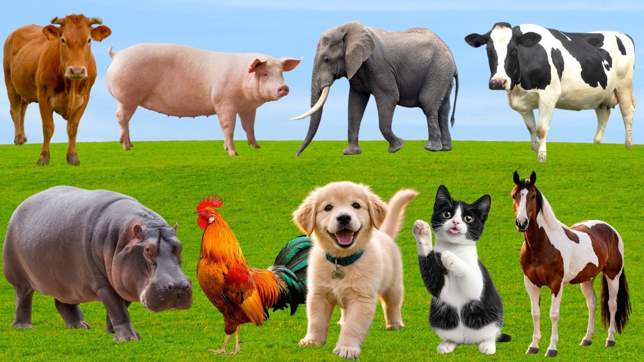🌿 Muôn Loài Rộn Ràng “Giai Điệu Đồng Quê” – Chó, Mèo, Heo & Gà Vui Từng Khoảnh Khắc | Animals 🐶🐱🐷🐓